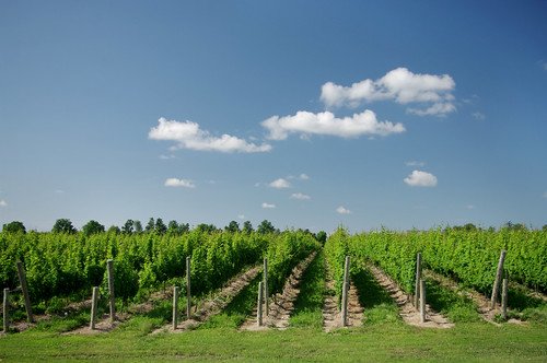 summer green vineyard bluesky winery rows grapes