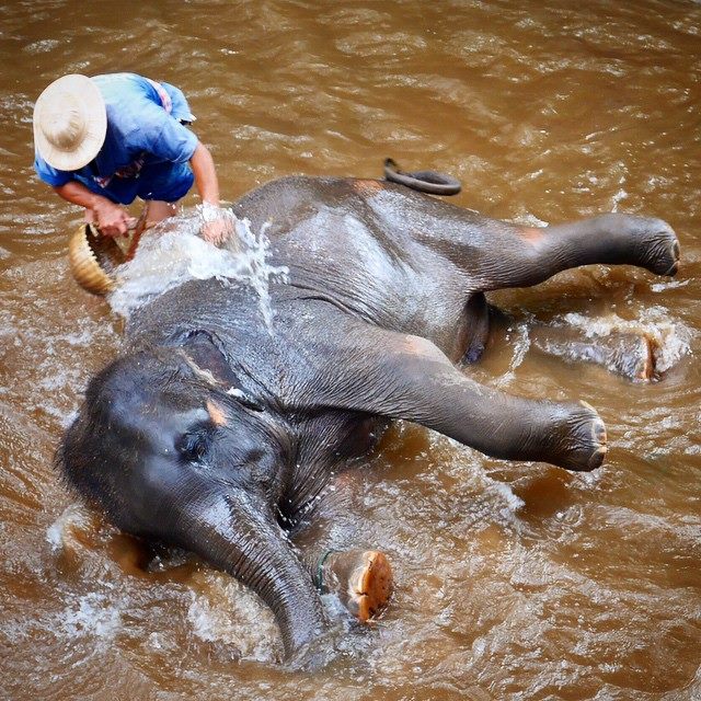 An elephant enjoying a bath at Maesa Elephant Camp in Chiang Mai, Thailand. 
