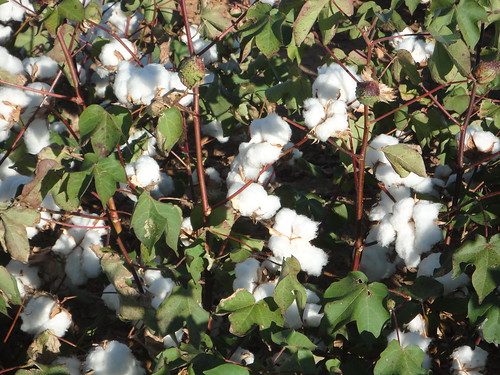 cotton cottonfield texas northtexas
