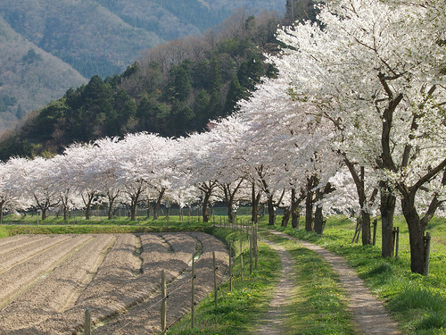 road tree cherry blossom path farm country olympus bloom 桜 sakura 50200mm sasayama ep1 zd tamba 篠山 丹波