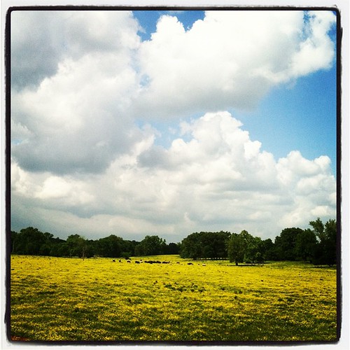 flowers blue sky field yellow clouds square cow skies cattle huntsville alabama lofi pasture squareformat iphone northalabamaphotographersguild napg iphoneography instagramapp uploaded:by=instagram
