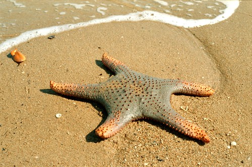 Giant Starfish