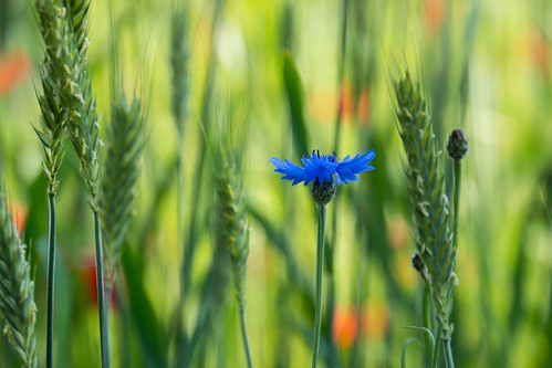 blue flower green cornfield dof bokeh grün blau blume cornflower kornblume kornfeld halm 2013 getreidehalm dorenawm nex7 gossenhofen