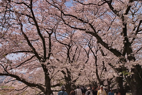 【写真】2013 桜 : 背割堤/2020-03-23/IMGP9679
