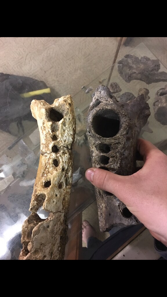 Pallimnarchus sp. Lower Jaws compared.
