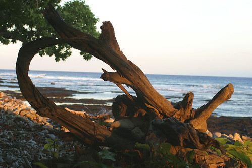 ocean beach sunrise coast branches kohala hawaii2012