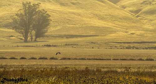 park white lake kite petaluma regional tailed tolay parkssonomacountycagovgetoutdoorsparkstolaylakeregionalparkaspx httpparkssonomacountycagov parkssonomacountycagov