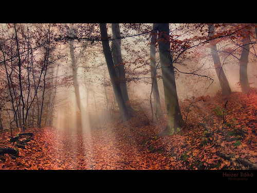 autumn trees mist tree leaves fog forest woodland woods ligth mygearandme