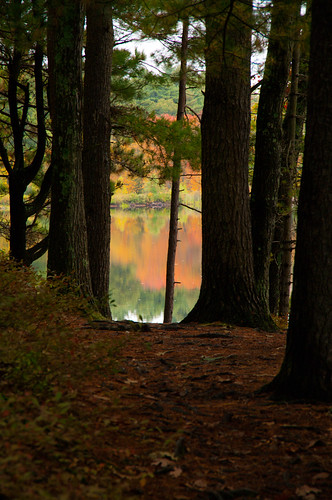 autumn trees color forest reflections woods massachusetts andover haroldparkerstateforest