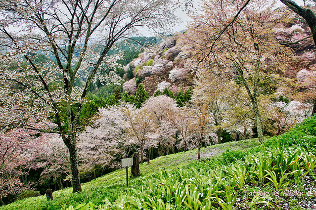Flowering Cherry forest in Yoshino Japan