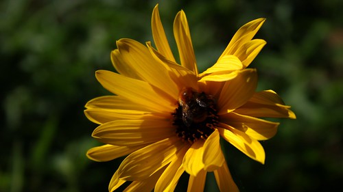abeille fleur macro bokeh
