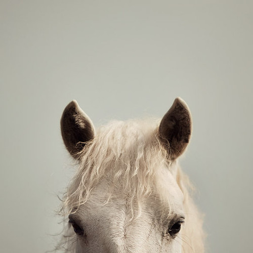 peek a boo white horse print eye poetry
