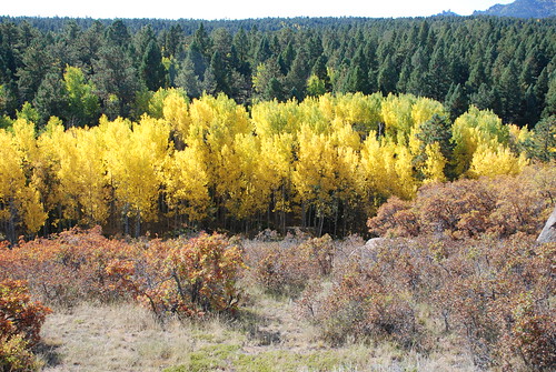 autumn trees sky orange mountains tree green fall nature grass leaves yellow rock forest golden leaf colorado colorful view ground aspen coloradorockies