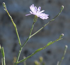 Buds & flower (side)
