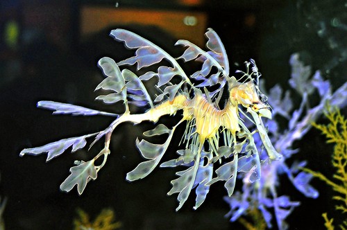 california lajolla seadragon seahorses 1000views aquariums hippocampus leafyseadragon scrippsinstitueofoceanography briggsaquarium