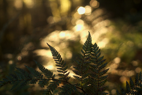 morning fern green nature forest sunrise bokeh urewera canonef50mmf18ii teureweranationalpark waikareiti lakewaikareiti