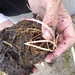 Rhizomes of a slat marsh Spartina plant