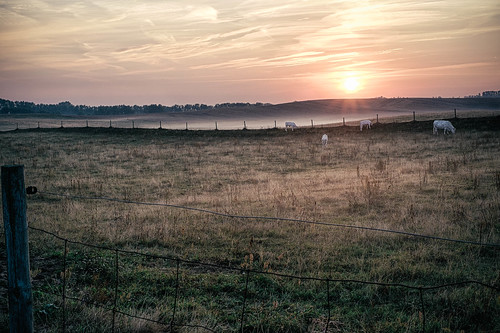 field sunrise dawn skåne cattle sweden sverige hdr alesstenar fujisuperia100 kåseberga 2013 skånelän xpro1 vsco