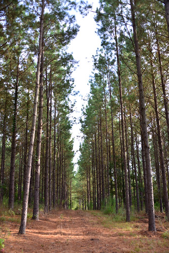 tree pine path row