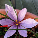 Close-up of saffron flower and threads.