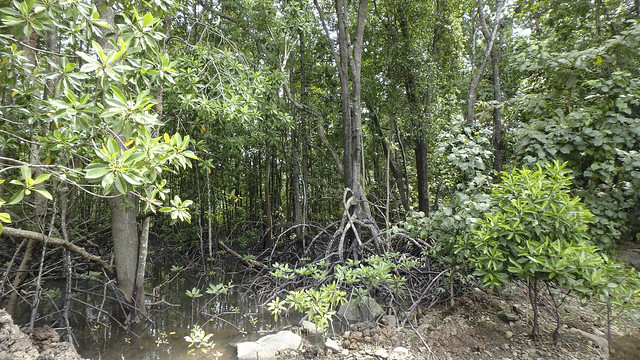 Natural mangrove sapling recruitment at Pulau Ubin