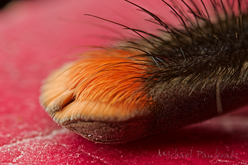 Avicularia geroldi adult male, pinktoe