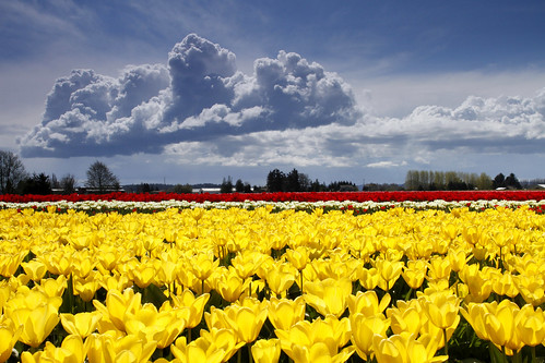 flowers sky yellow clouds washington spring colorful farming stormy tulip agriculture mountvernon skagitvalley inbloom gradientfilter thingstoseebeforeyoudie skagitvalleytulipfestival2012 nzabh nzabhii