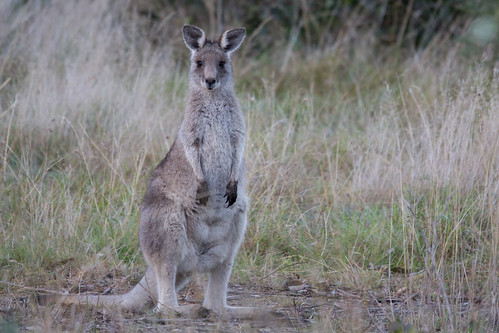Kangaroo juvenile 2012-05-12 (_MG_7792)