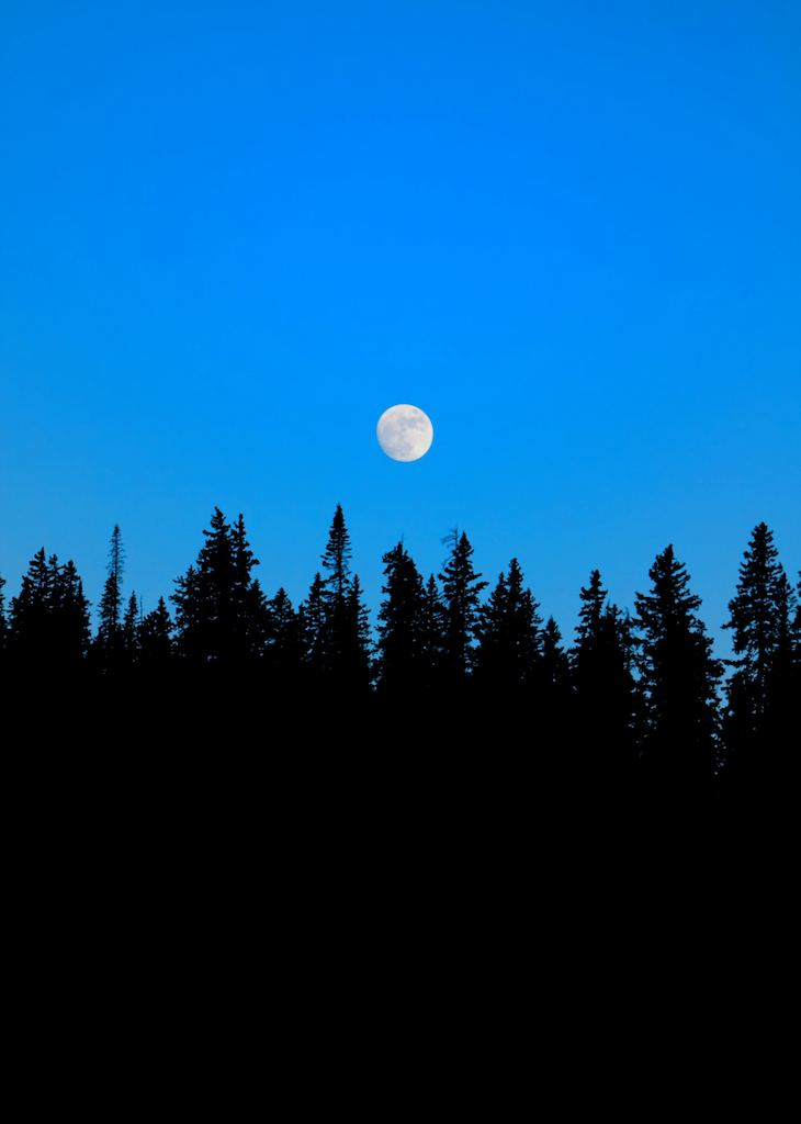 Autumn tree tops with moon and blue night, photography art, for home and office décor.