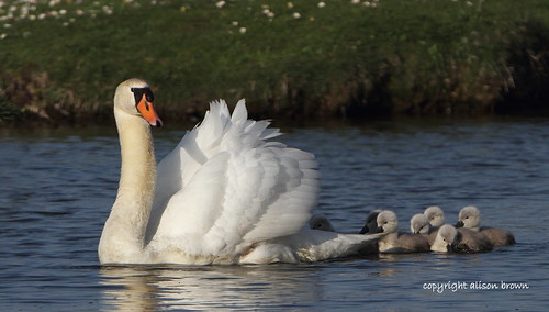 uk light wild brown nature water photography evening spring swan wildlife ngc norfolk young may swans npc alison 35 mute cygnets salthouse 2013