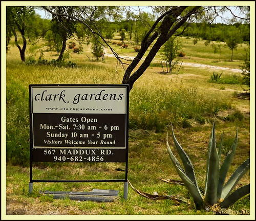 cactus t landscape texas