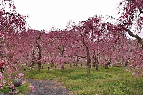 【写真】2013 桜 : 京都府立植物園/2020-12-16/IMGP9459