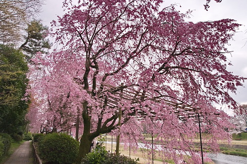 【写真】2013 桜 : 半木の道/2021-11-05/IMGP9496
