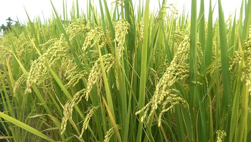 稻穗成熟後，整株稻子既英挺又謙虛，不過人要做到這樣，好像很不容易呢！攝影：李慧宜