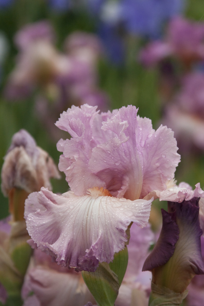 pink iris 2