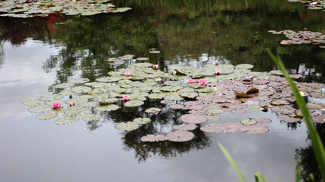 Giverny Monet's waterlilies