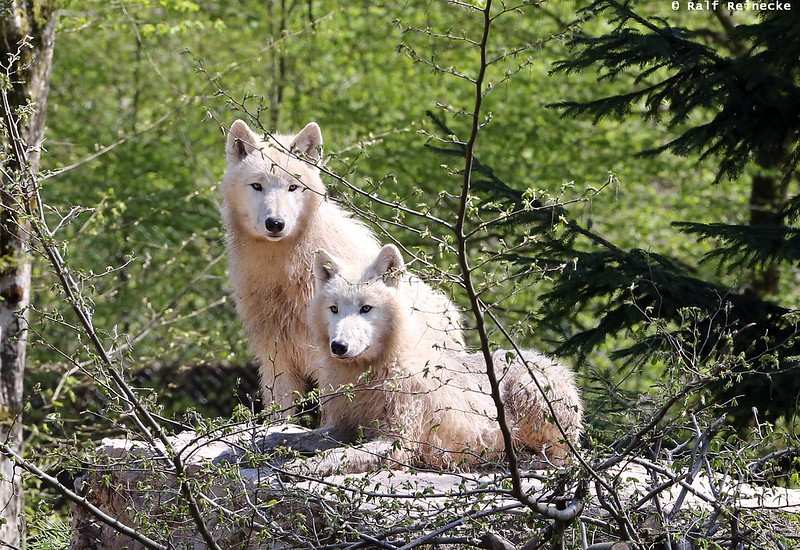 Arctic Wolf - Parc Animalier de Sainte-Croix April 2015 05