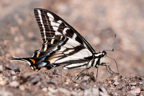 paleswallowtail papilioeurymedon robsantry siskiyous