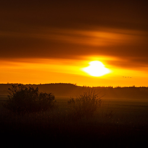 birds yellow sunrise landscape denmark europe dk done geotag jutland 2015 jammerbugten nikkor80200mmf28 brovst bo47 bonielsen nikond3s northdenmarkregion wwwjustwalkedbycom wwwbonielsenme