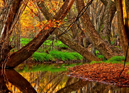 autumn trees reflection nature water creek canon landscape colours victoria hdr beechworth 60d