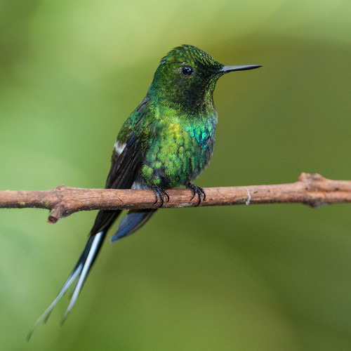 birds animals ecuador hummingbirds animalia vertebrates trochilidae pichincha greenthorntail discosuraconversii