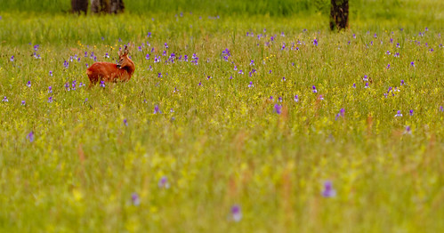 flowers flower canon geotagged austria spring zoom wildlife meadow wiese deer reh 400mm lauterach vorarlberg ried canoneos7d