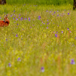 deer in the flower meadow [EXPLORE]