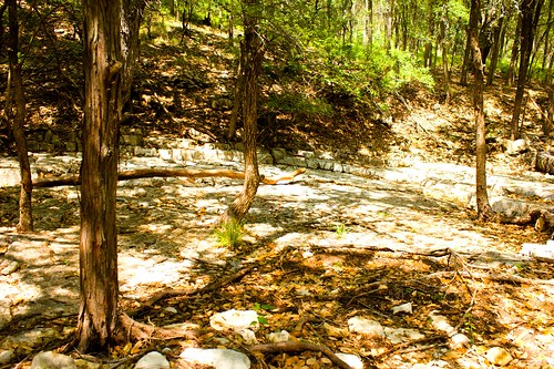park family trees vacation green sanantonio creek river gold big bed texas canyon trail oil cave alamo cavern newbraunfels riverwalk april30