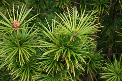 Umbrella Pine