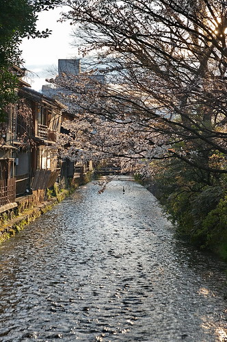 【写真】2013 桜 : 祇園白川/2021-01-19/IMGP8743