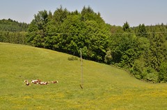 french cows - Photo of Bellefontaine