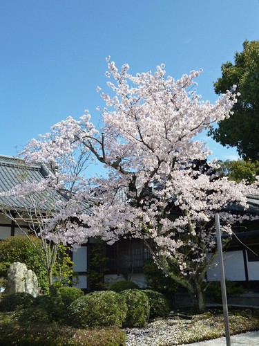cherry blossom 2
