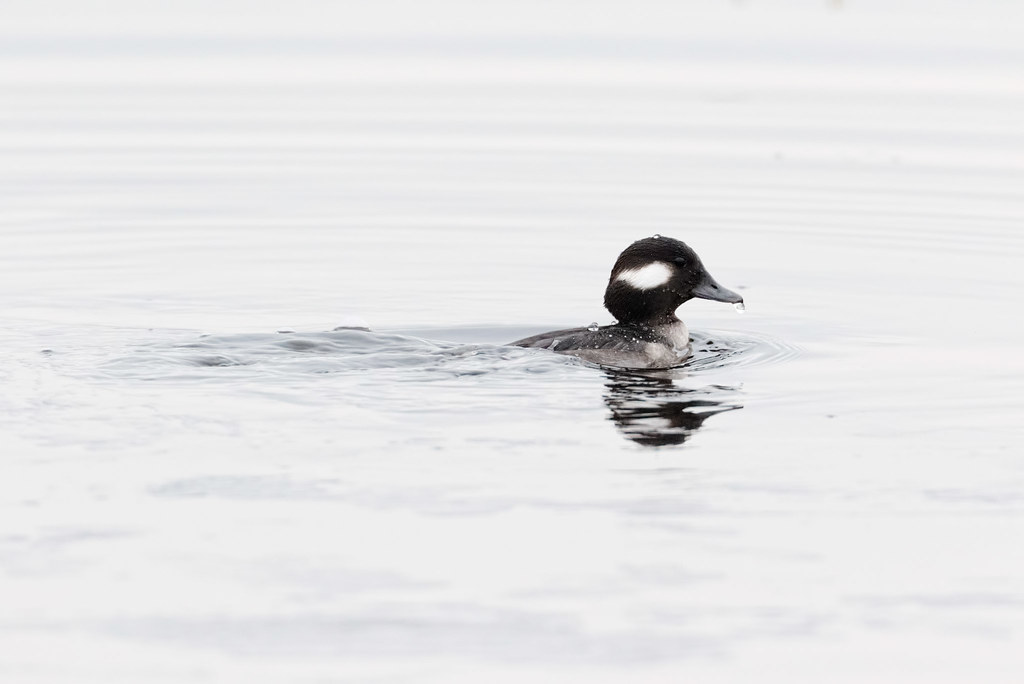 A female bufflehead surfaces next to the ice in a rapidly thawing Horse Lake