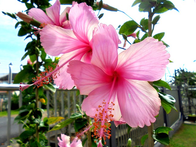 Pink hibiscus 2